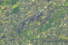 オイカワの繁殖