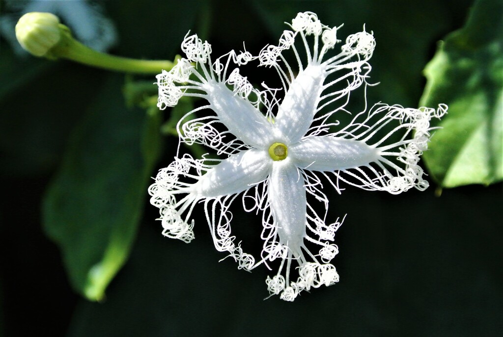 ヘビウリの花１つ