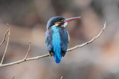 K川中流域・カワセミ♀ 