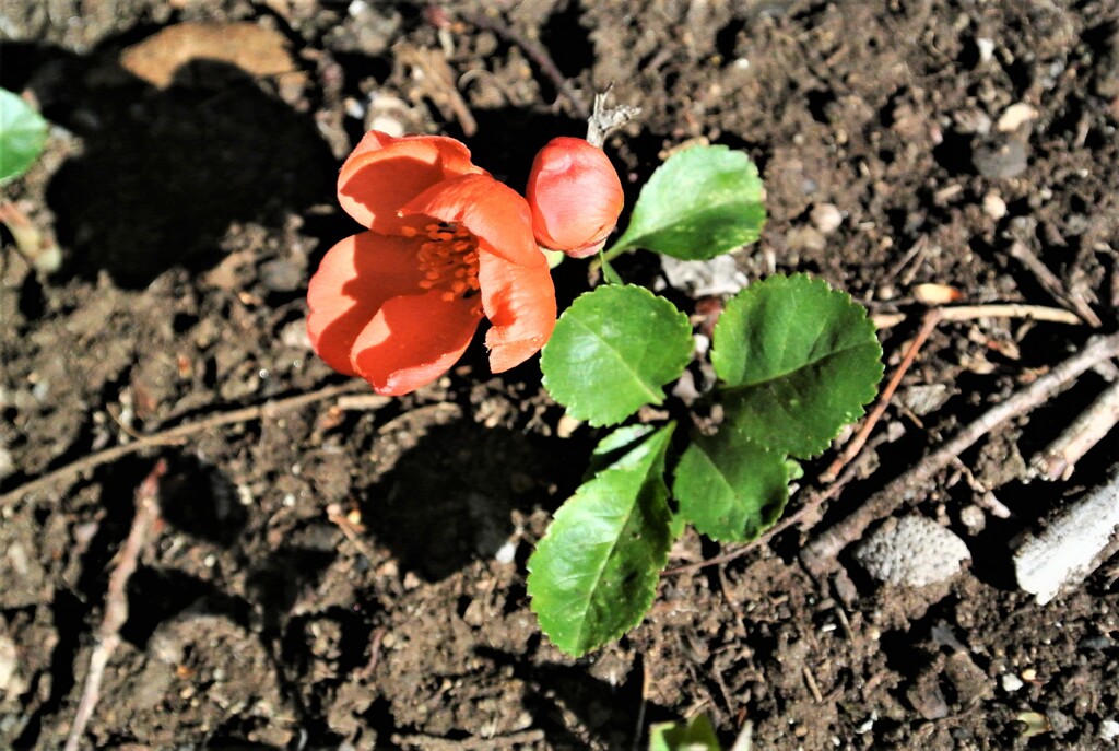 用水路の畔にボケの花
