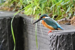 カワセミ♂