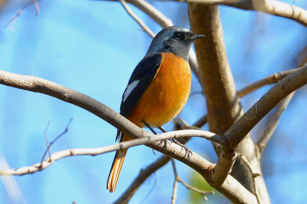 菜園・ジョウビタキ♂ 