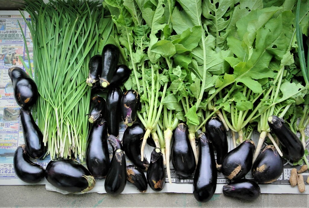 秋ナスは嫁に食わすな