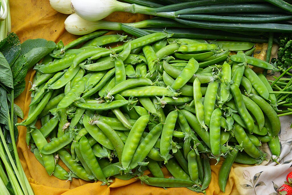 菜園・キヌサヤとスナップエンドウ