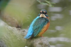 カワセミ♂若