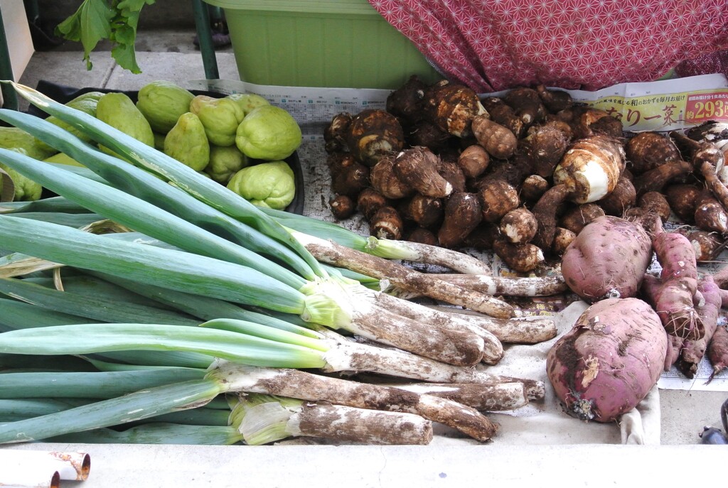 菜園・シモニタネギ、サトイモなど≪10月28日 