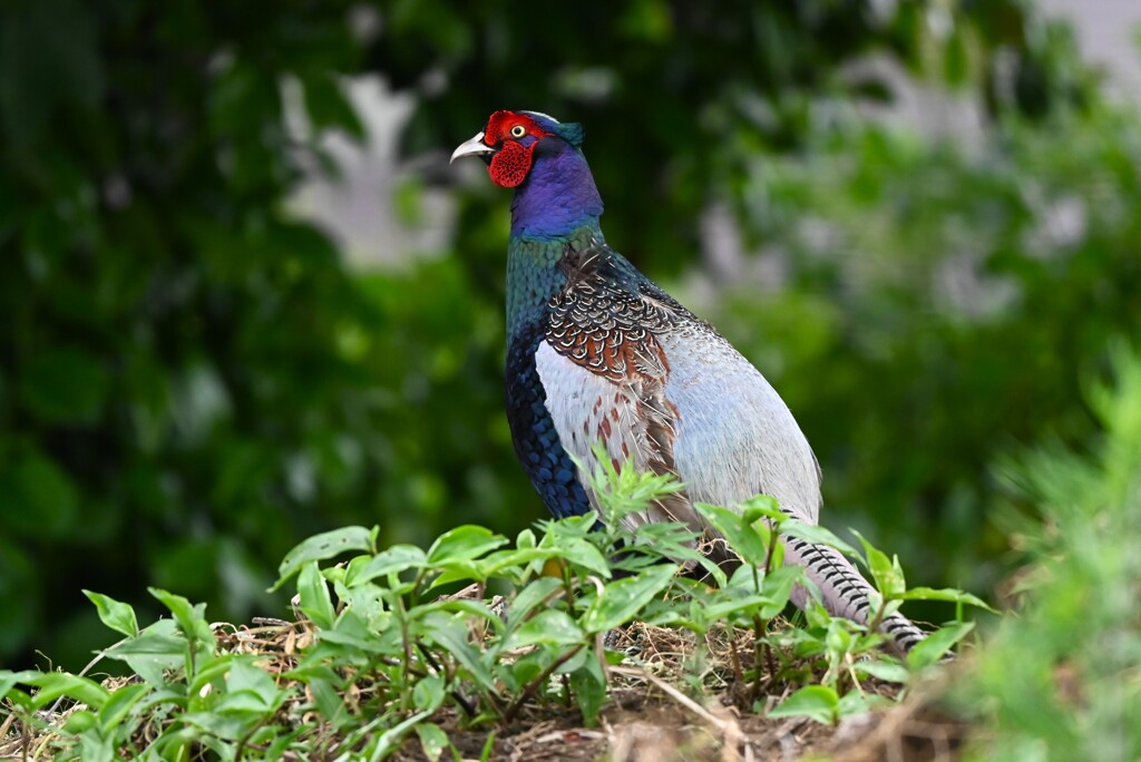 菜園・5月キジ♂ホロ打ち後