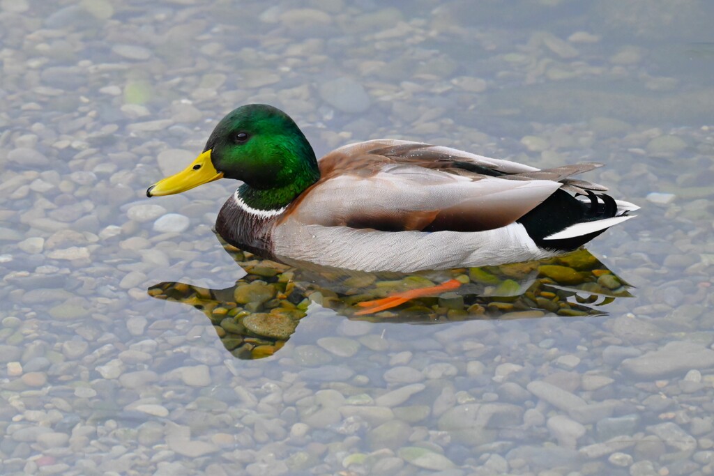 K川・マガモ♂