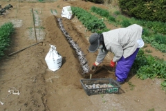 菜園・ジャガイモ植え付け作業