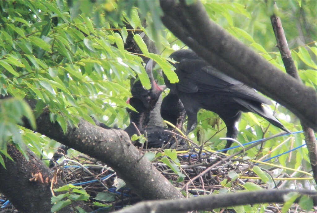 最初に給餌した子