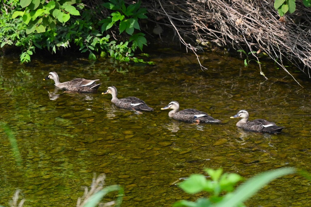 K川・カルガモ3羽のひな親子