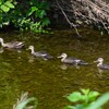 K川・カルガモ3羽のひな親子