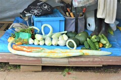 9月10日夏野菜収穫