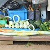9月10日夏野菜収穫