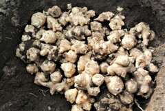 埋め戻すキクイモ