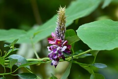 用水路・クズの花
