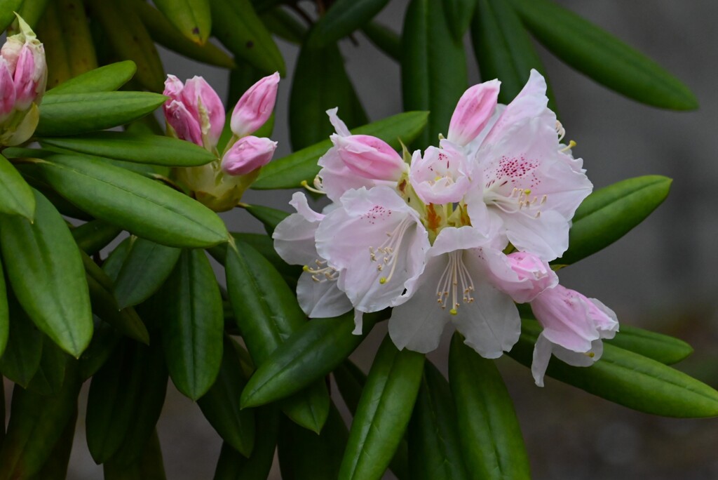 用水路・シャクナゲ開花