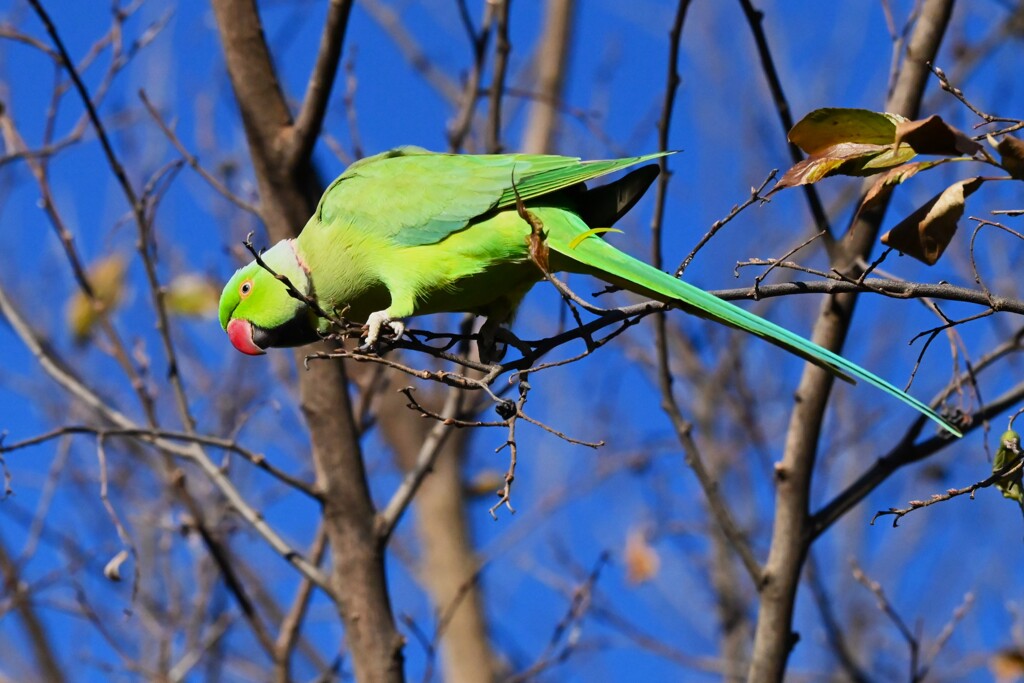 連絡道・ムクノの実を食べるワカケホンセイインコ♂