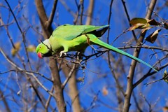 連絡道・ムクノの実を食べるワカケホンセイインコ♂