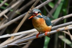 Ｋ川中流域・エビを食べるカワセミ♀