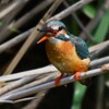 Ｋ川中流域・エビを食べるカワセミ♀