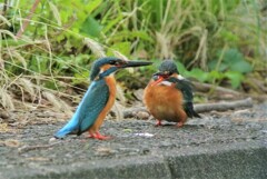 魚を渡して得意顔の♂