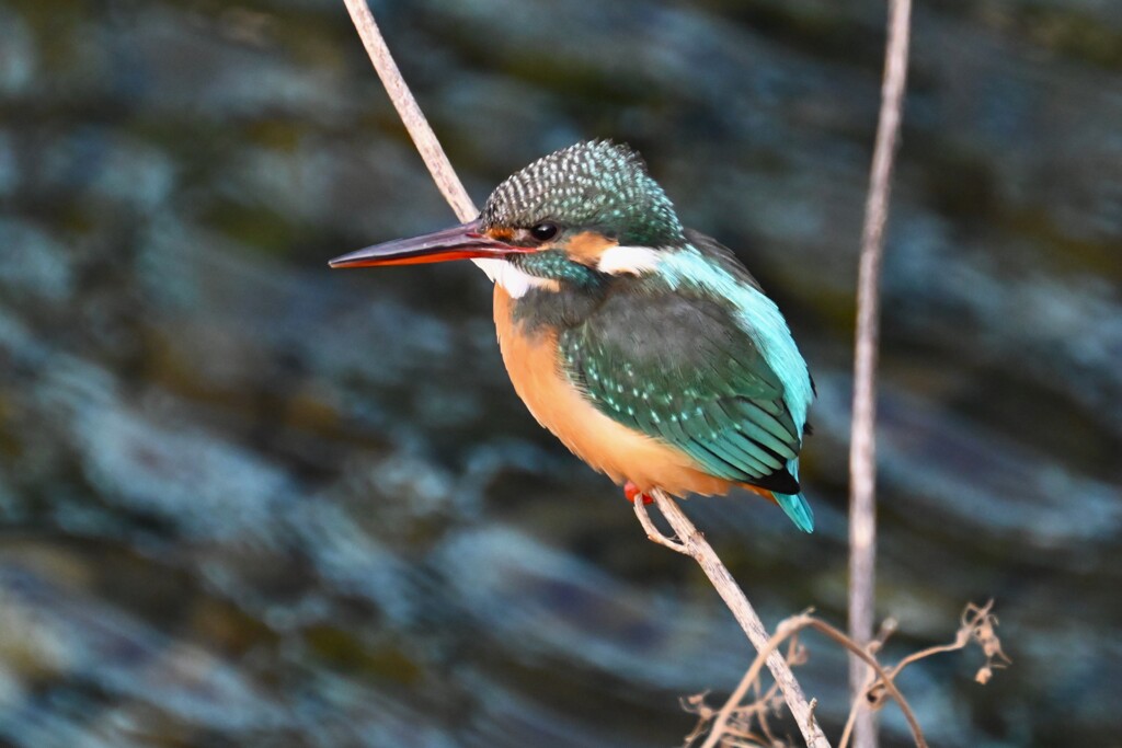 Ｋ川・下流のカワセミ♀ 