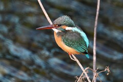 Ｋ川・下流のカワセミ♀ 