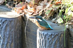1個体目のカワセミ♀若(まだひなの羽) (3)