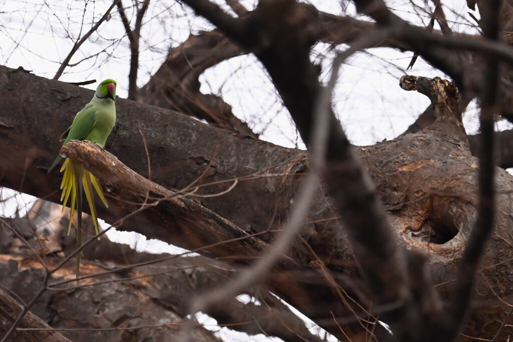 2月24日 (用水路・ワカケホンセイインコいつもの巣穴近くで)
