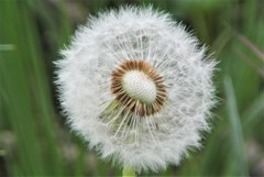 半分巣立ったタンポポの種