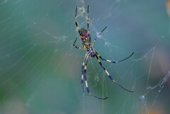 用水路・最後のジョロウグモ♀