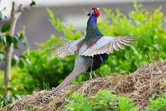 ②菜園今季初見初撮り・キジ♂ホロ打ち（1回目）