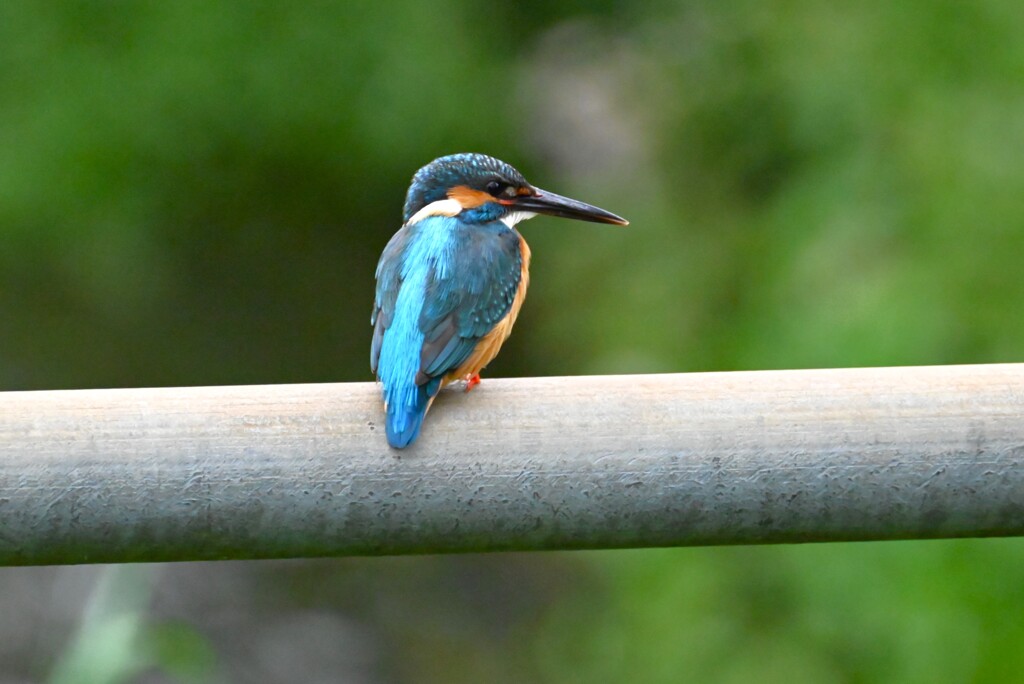 用水・大サービス！カワセミ♂ 