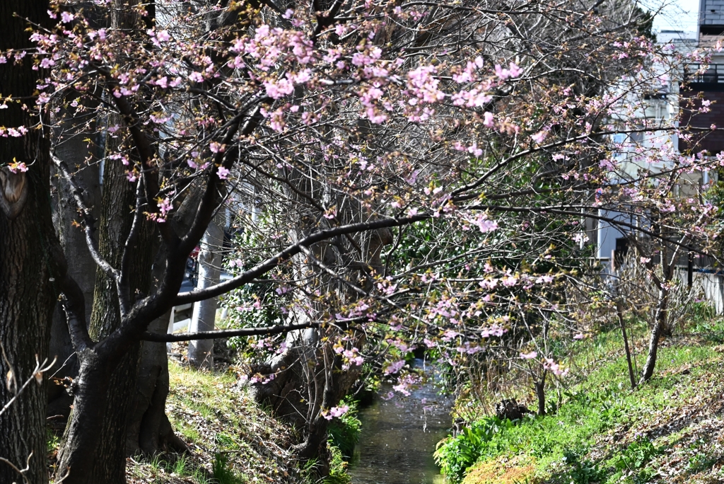 用水路・河津桜開花情報