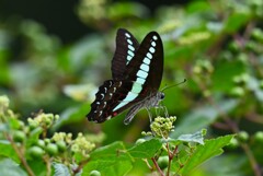 K川・アオスジアゲハ