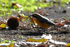 K川沿道脇のクリ畑・オオカマキリを捕まえたモズ♂