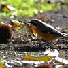 K川沿道脇のクリ畑・オオカマキリを捕まえたモズ♂
