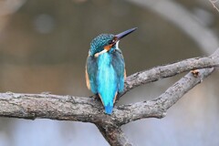 K川中流域・カワセミ♂ 