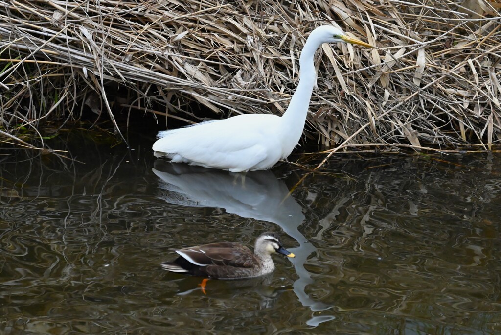 K川・ダイサギとカルガモ