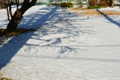 雪化粧の影