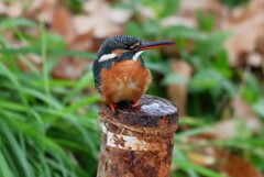 用水路・カワセミ♀若撮影三昧