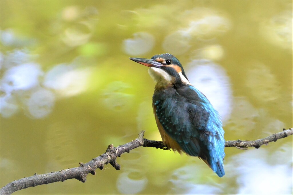 カワセミ若