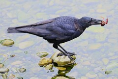 K川下流域・アメリカザリガニを食べるハシボソガラス若鳥
