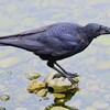 K川下流域・アメリカザリガニを食べるハシボソガラス若鳥