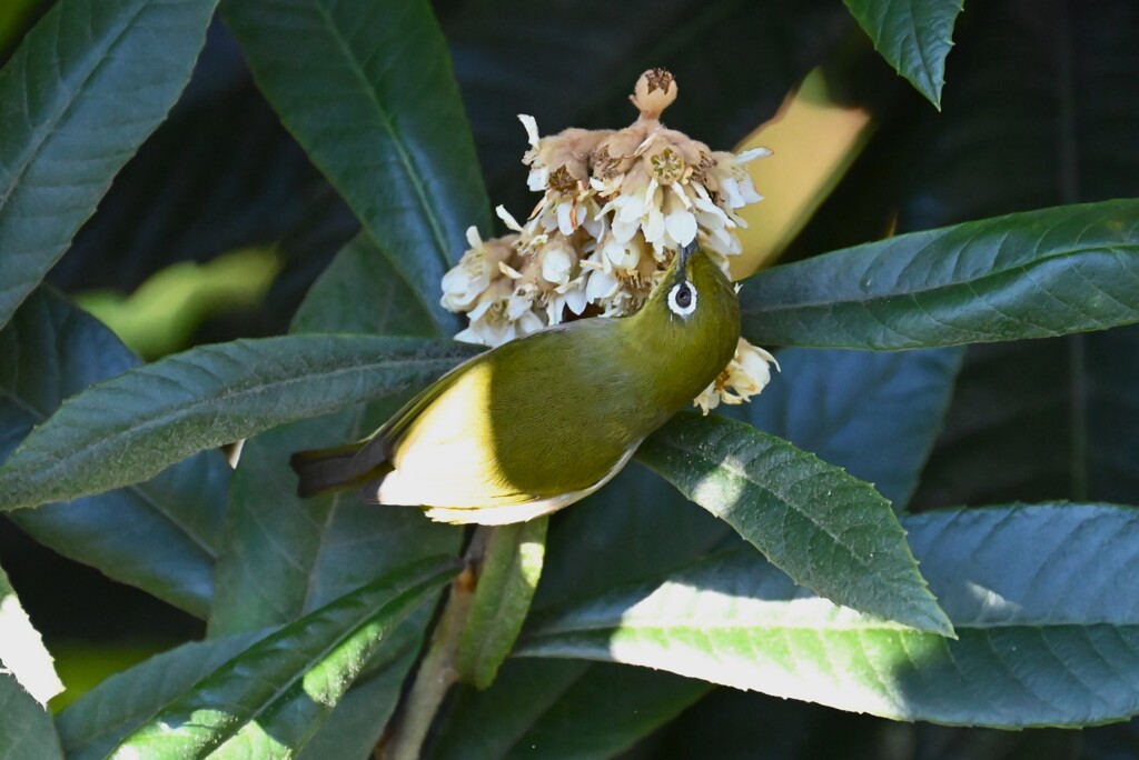 用水路・ビワの蜜を吸うメジロ 