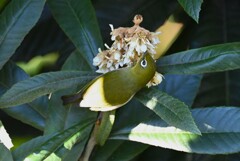 用水路・ビワの蜜を吸うメジロ 