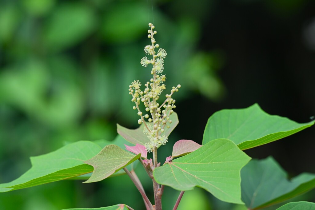 用水路・アカメガシワの花