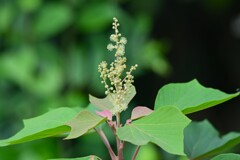 用水路・アカメガシワの花
