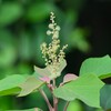 用水路・アカメガシワの花